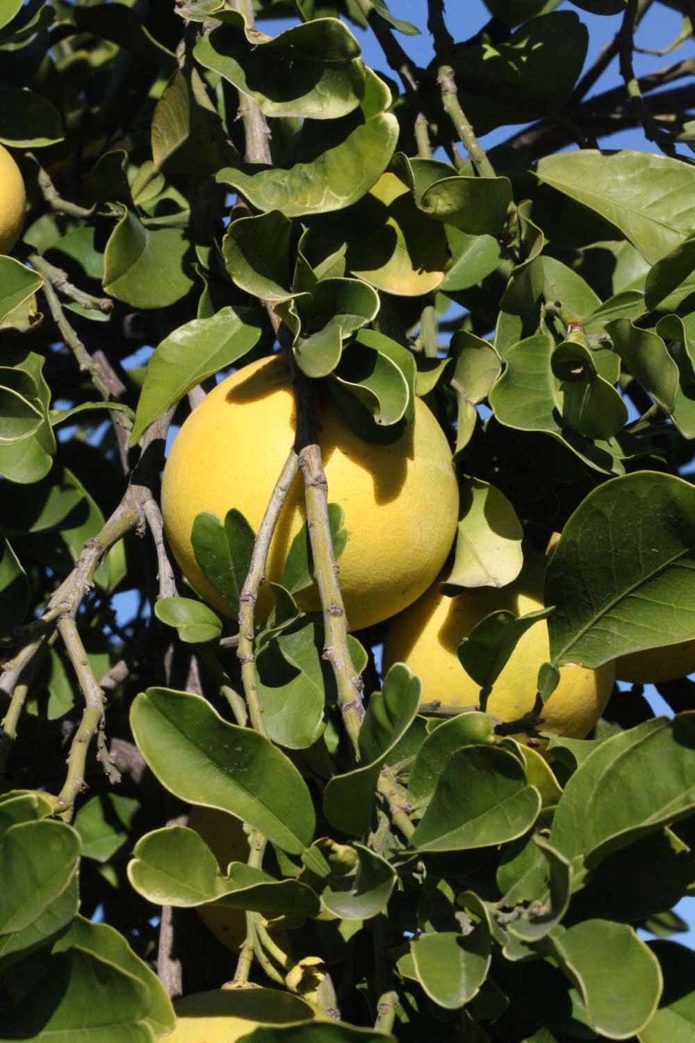            Fruit (Riverside, CA)   